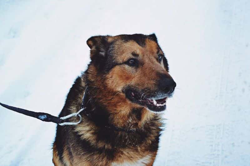 Tango