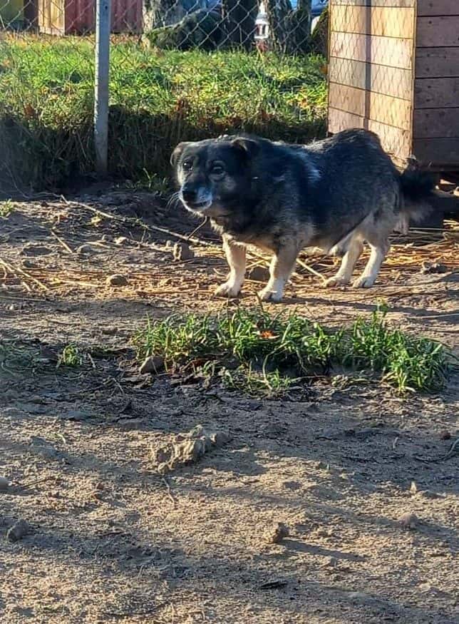 Pipiras