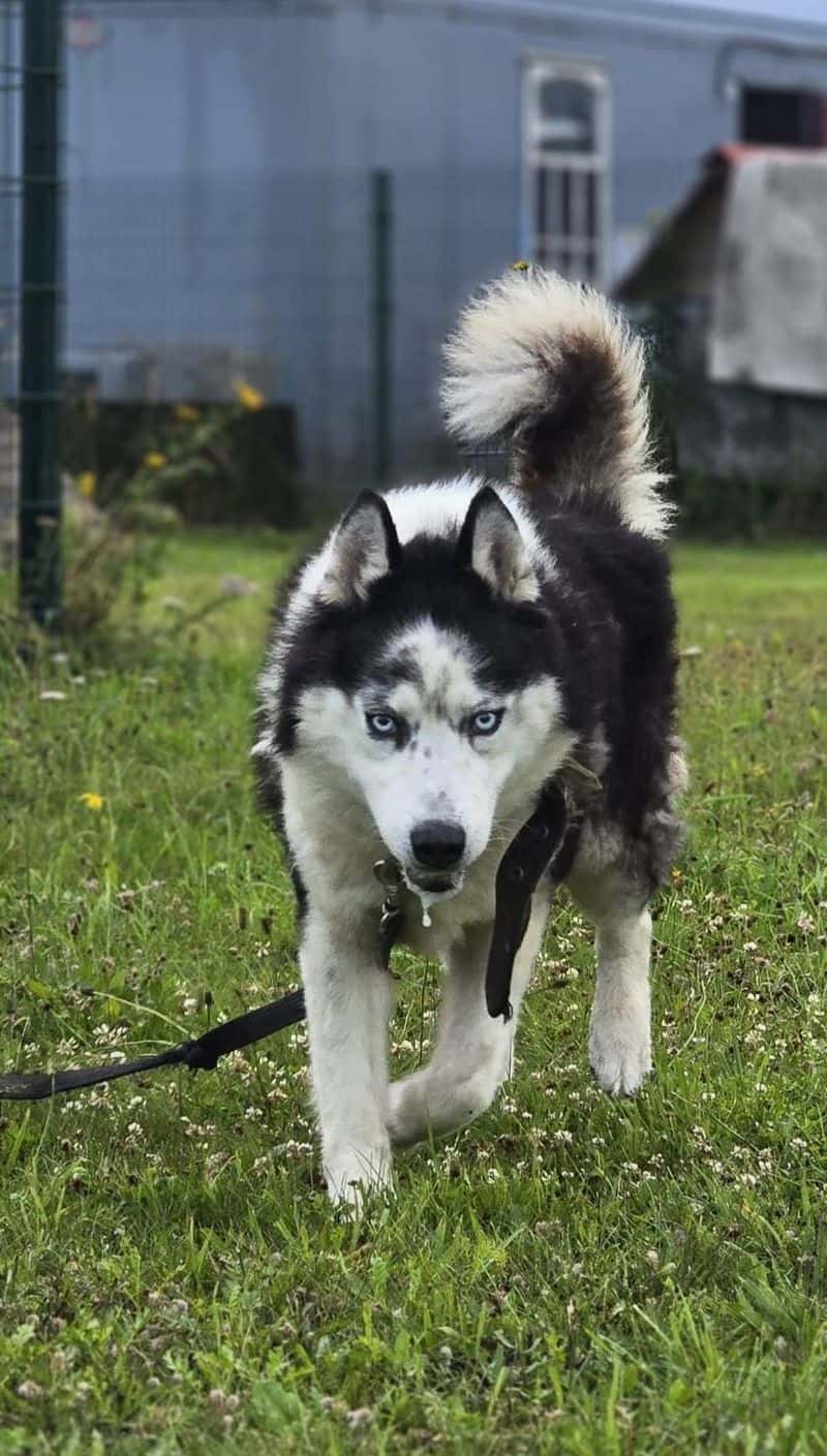 Žydrūnas