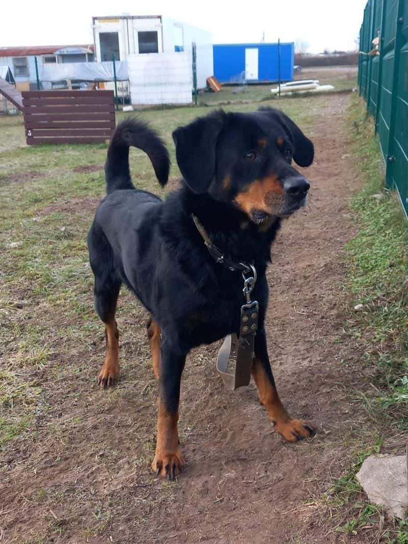 Vito