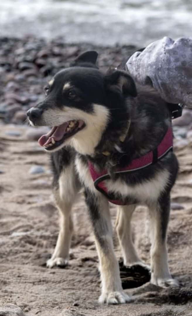 Sara