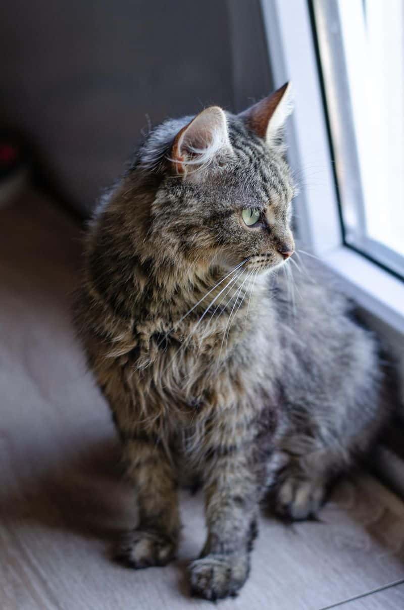 Tekšė