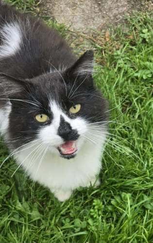 Miau