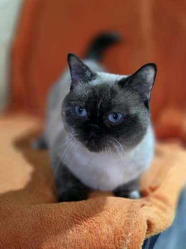 Pusnė
