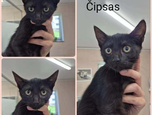 Čipsas