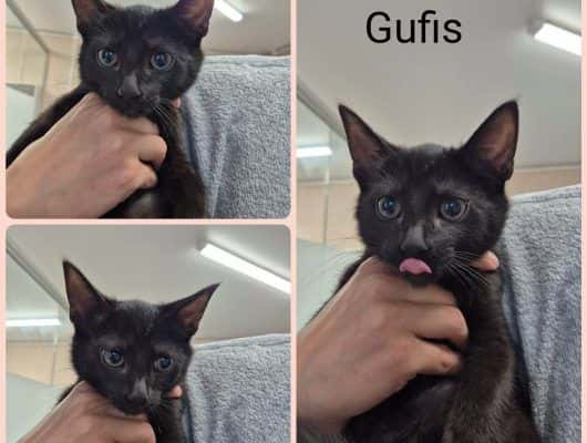 Gufis