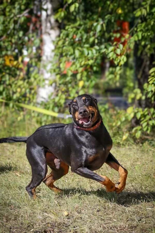 Pablo
