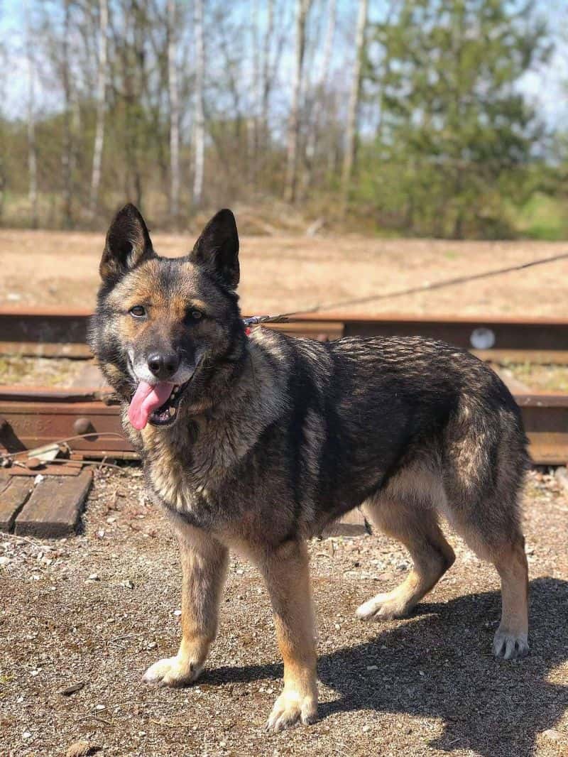 Satyra