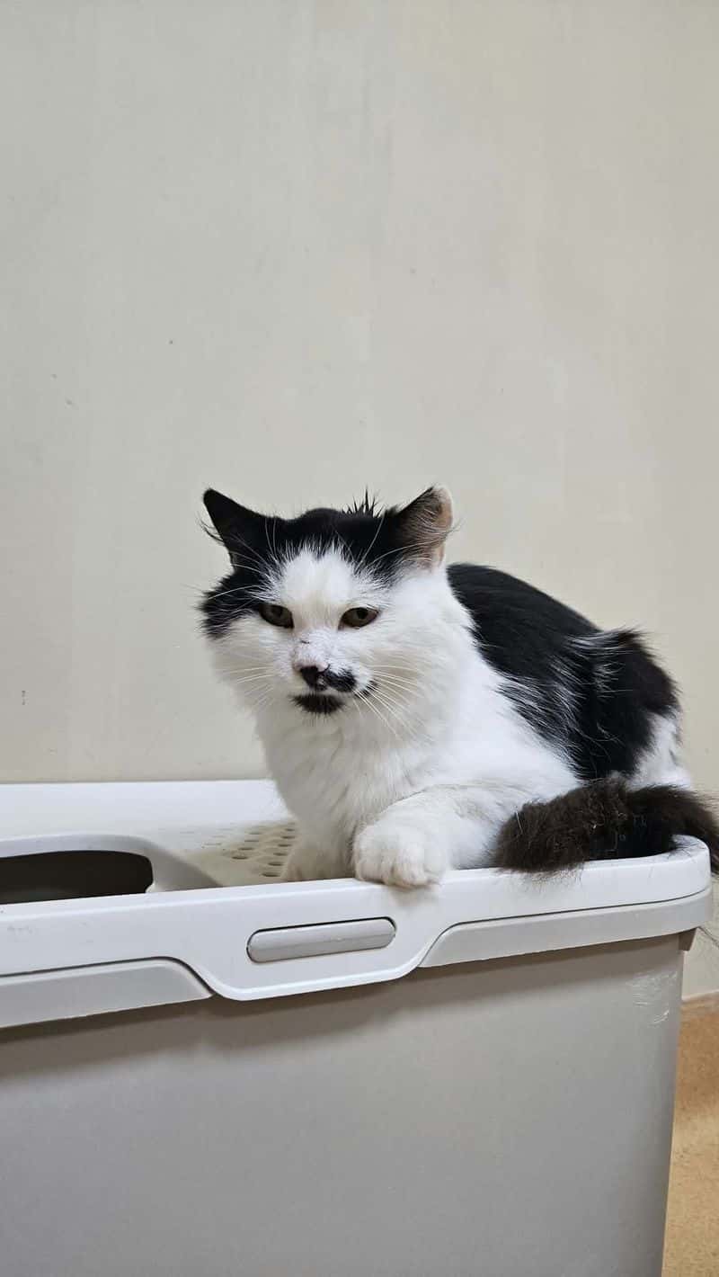 Pūkė