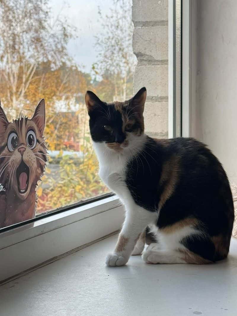 Bitė