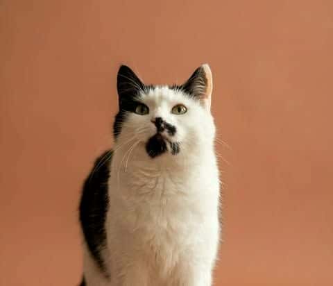 Pūkė