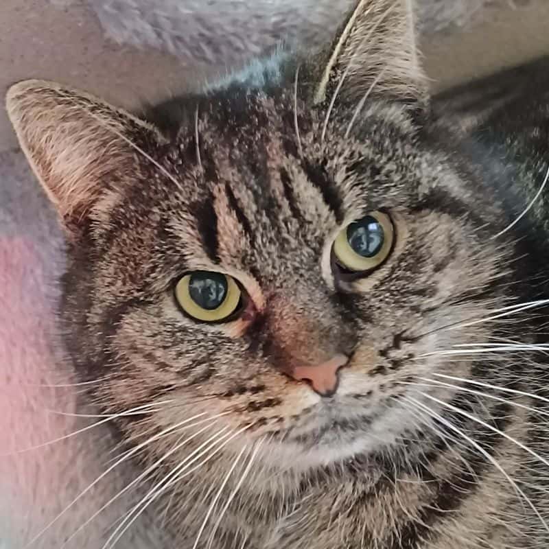 RAINĖ