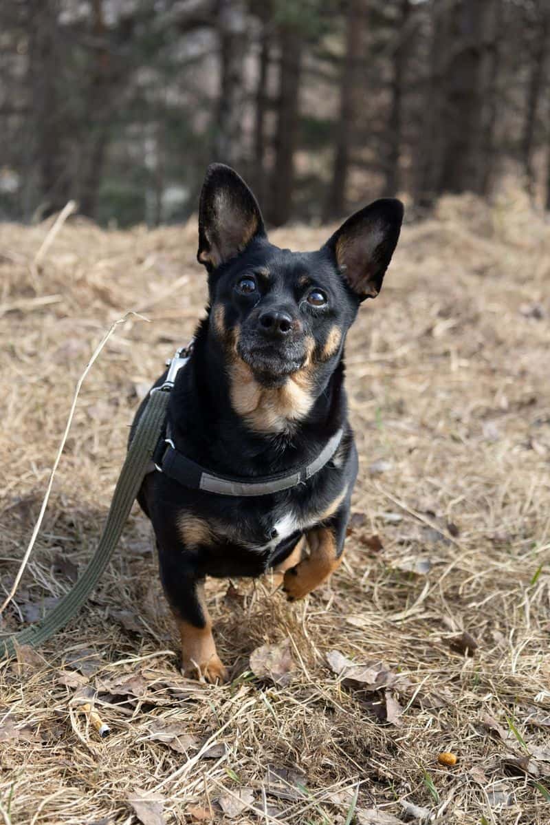 Naika