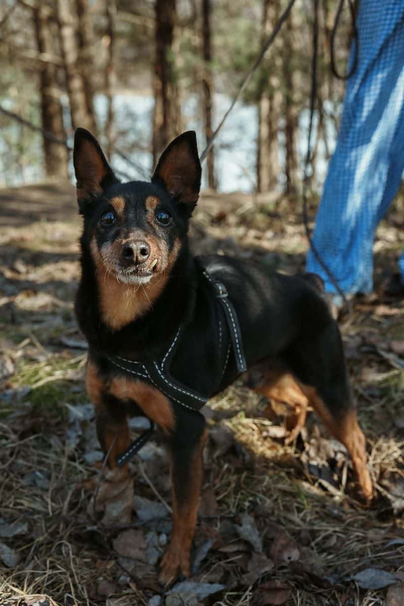 Tobis