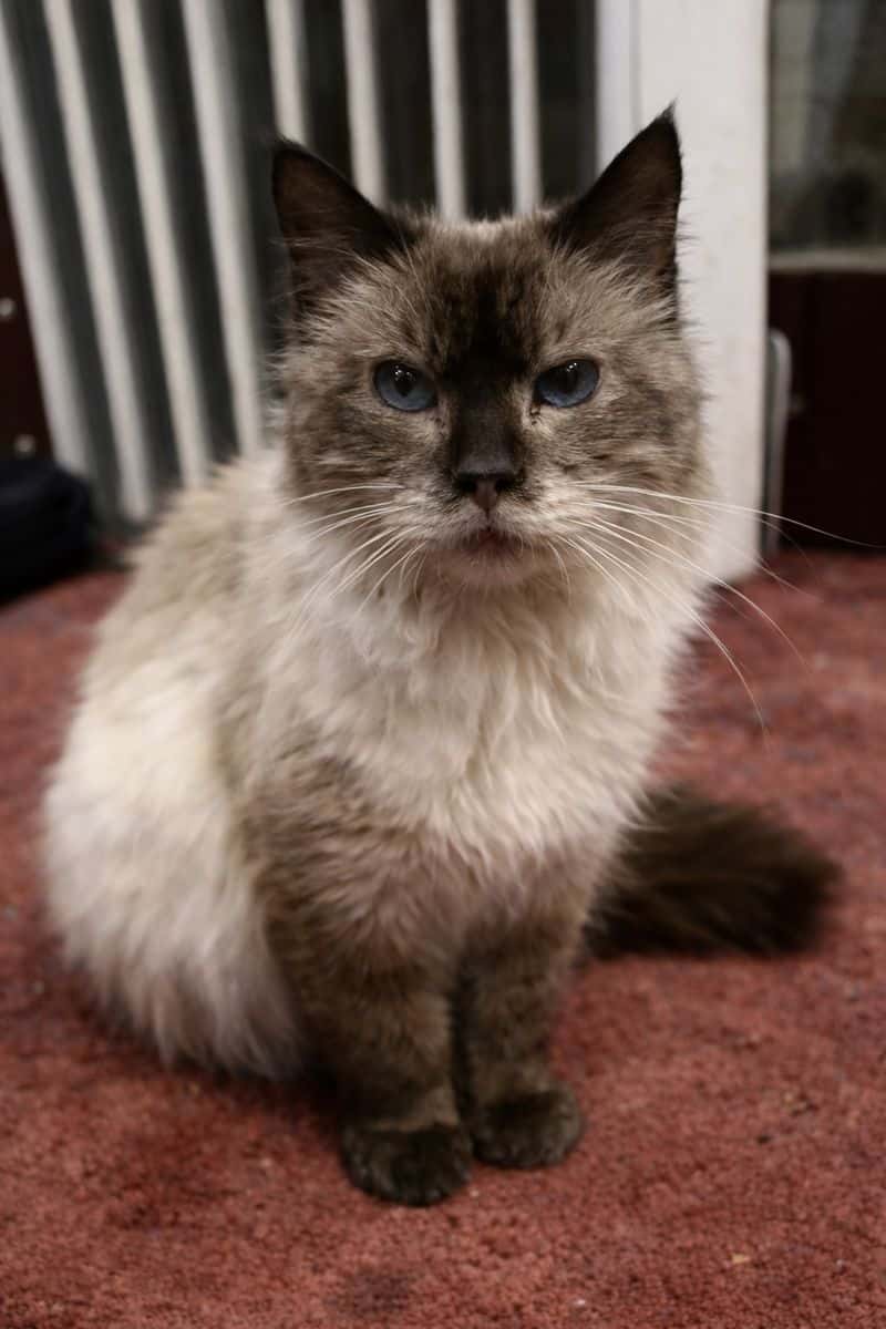 Maja