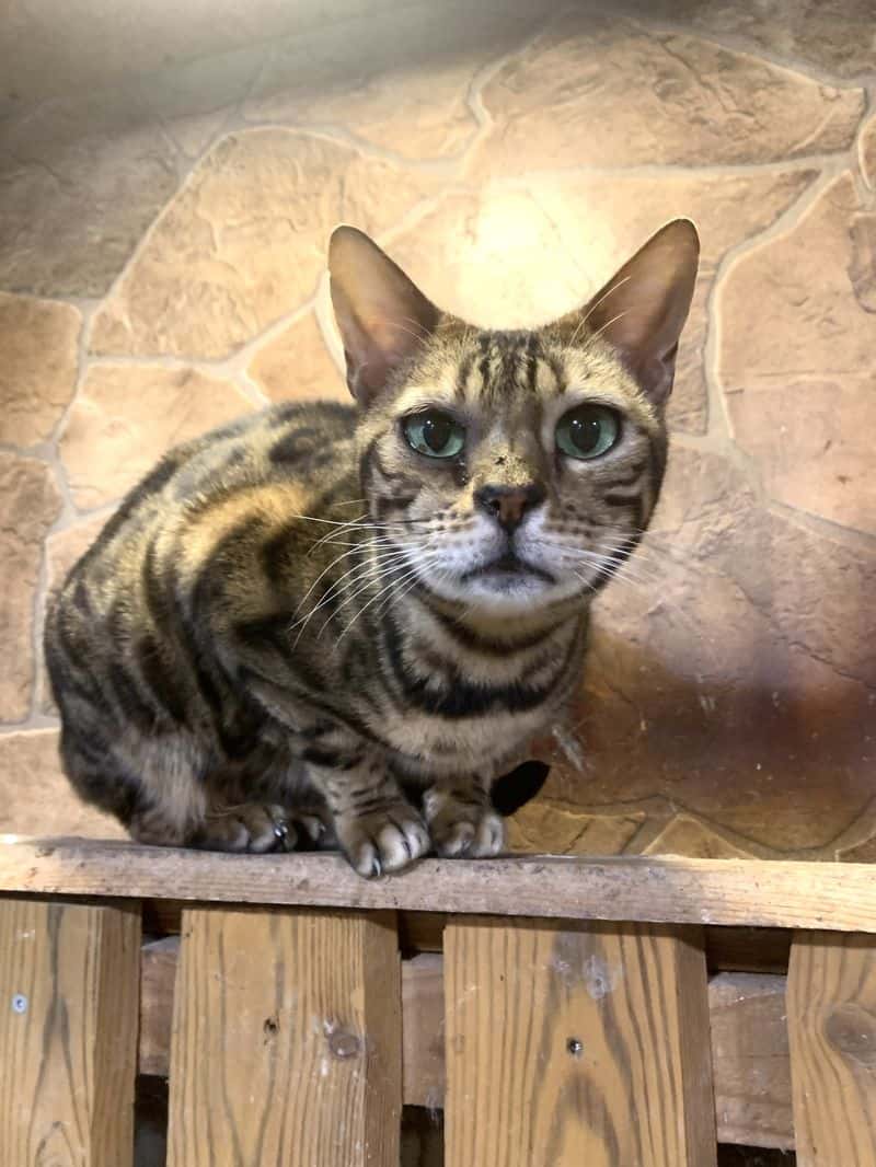 Taja