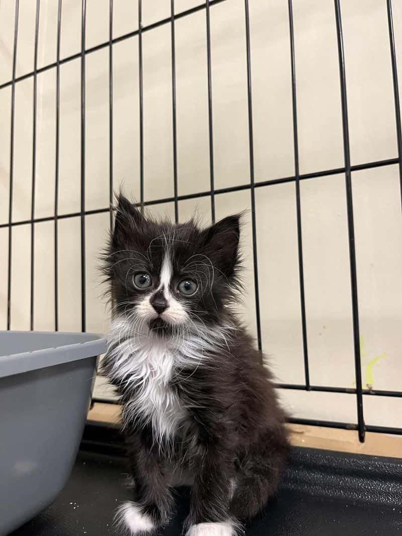 cat
