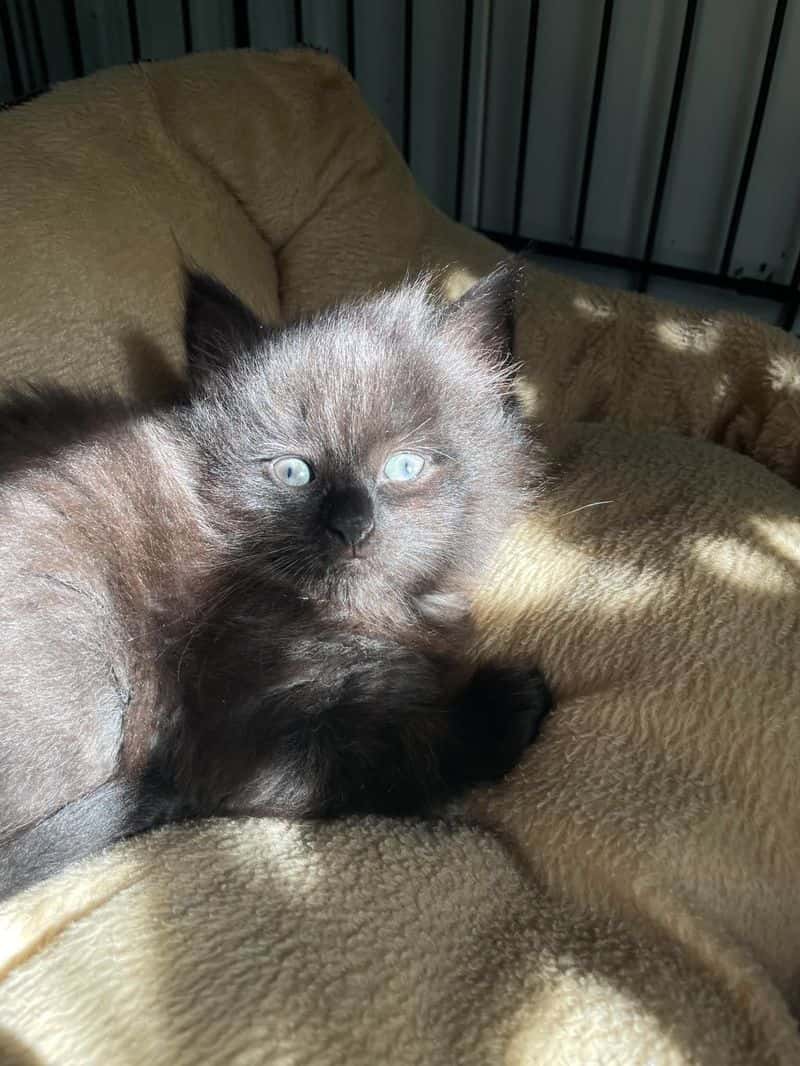 cat