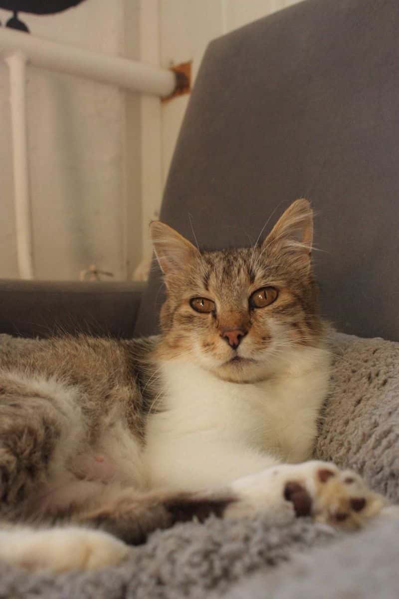 Coda