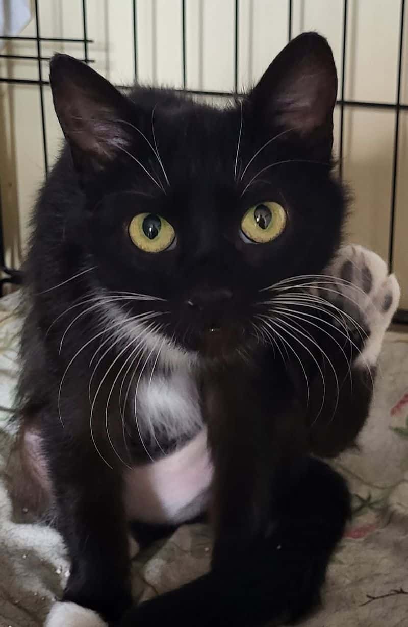 Nika