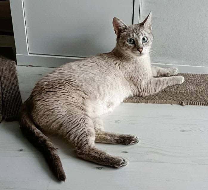 Veneta