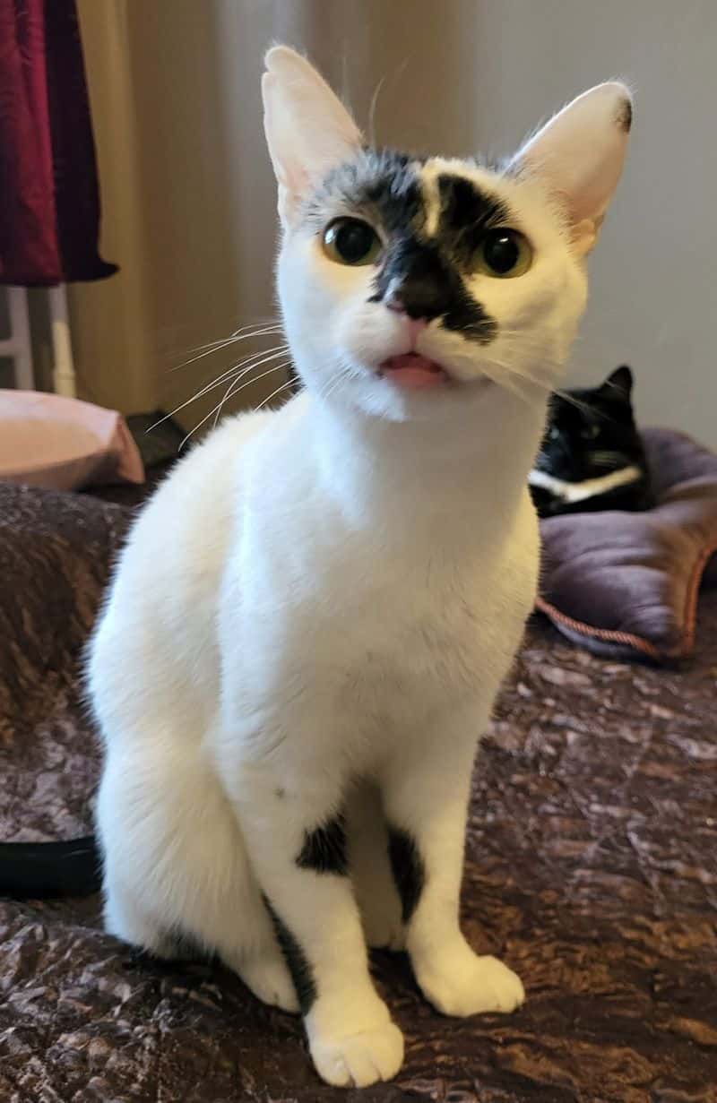Diva