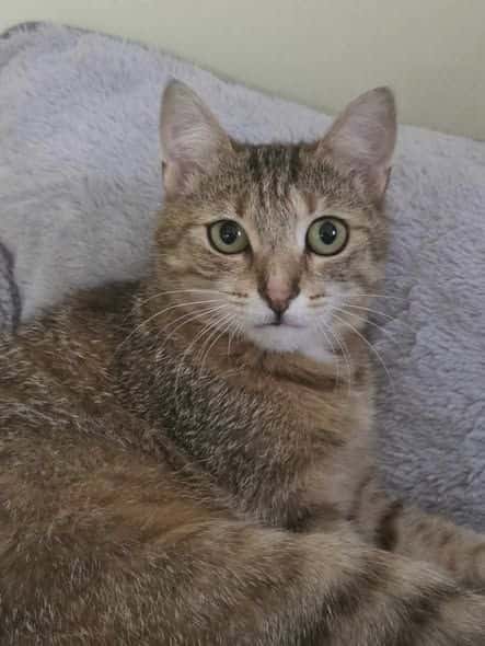 Miltė