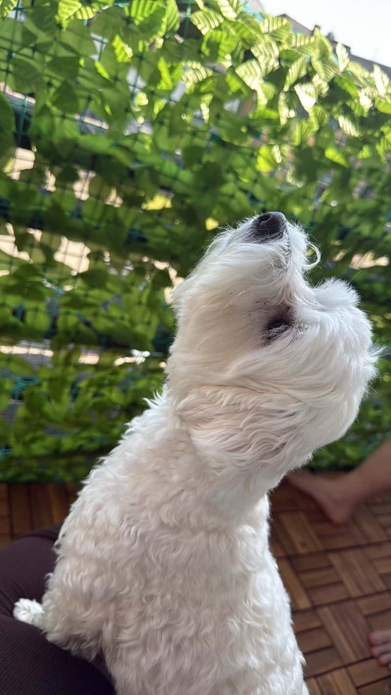 Maja