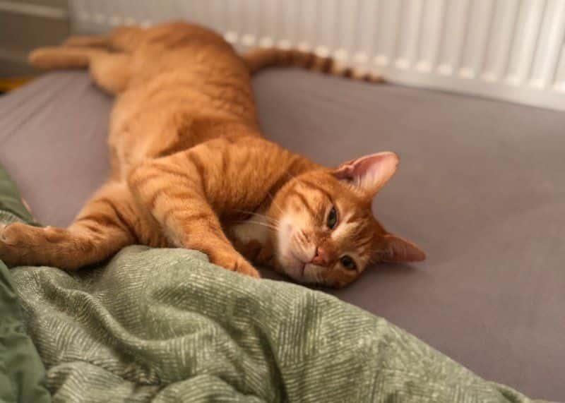 Simba