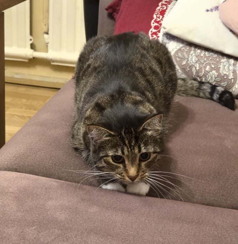 Amber