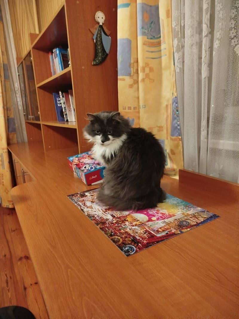 Miša
