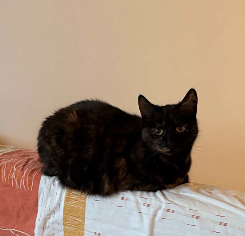 Pienė