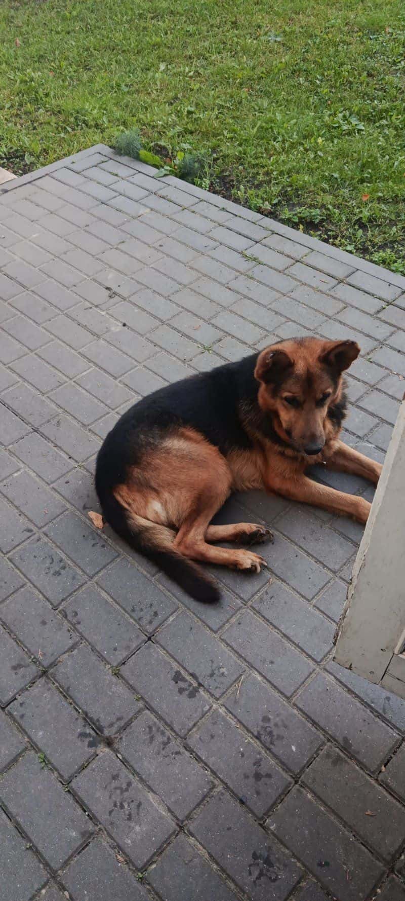 Šuo