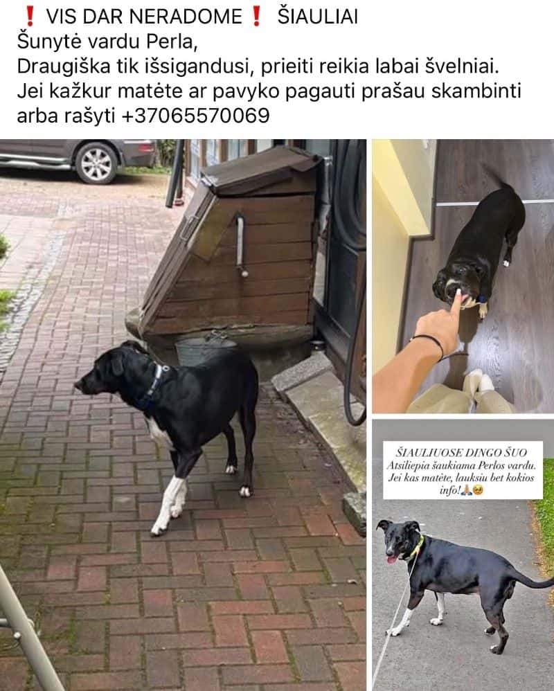 Perla