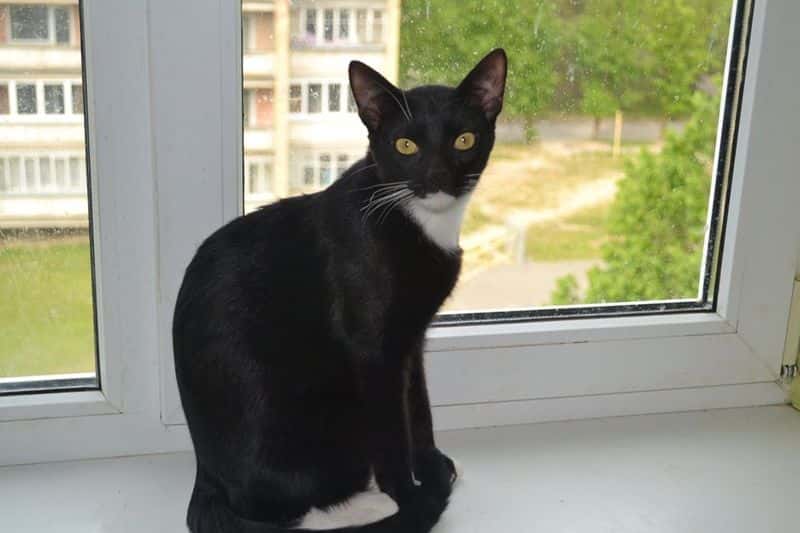 Kipsis