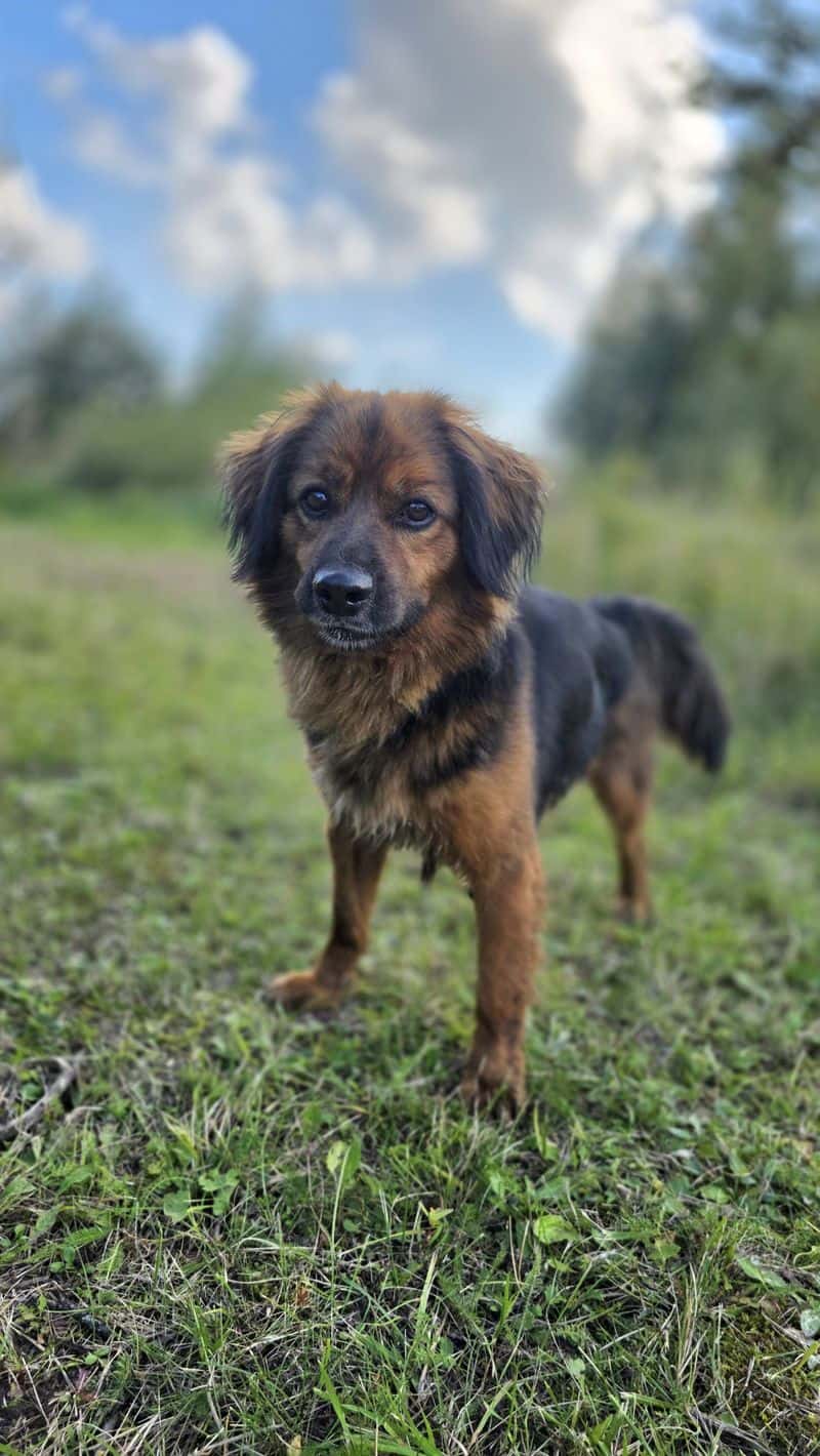 Tobis