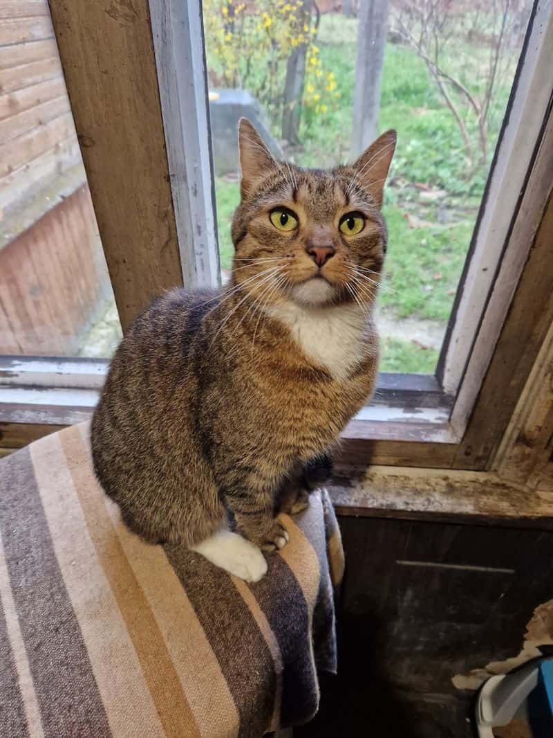 Nika