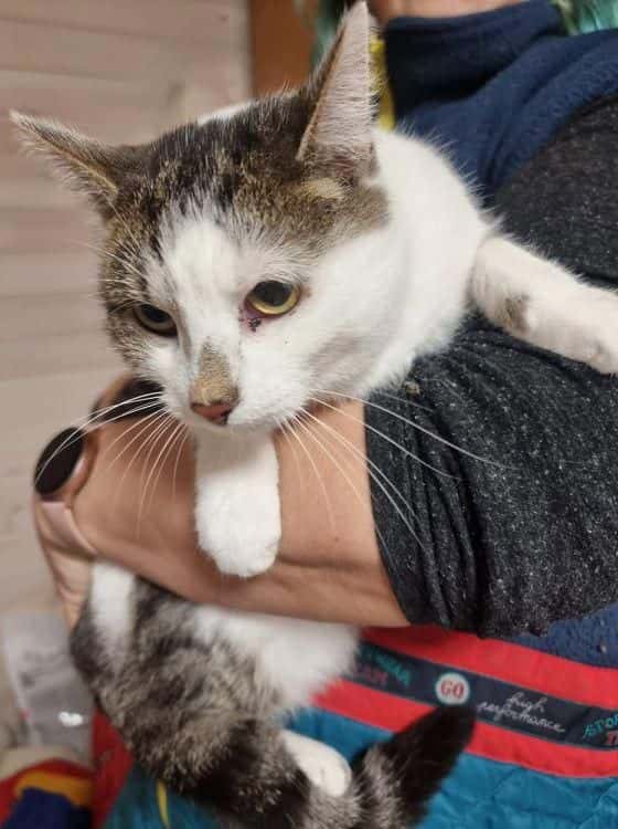 Chlojė