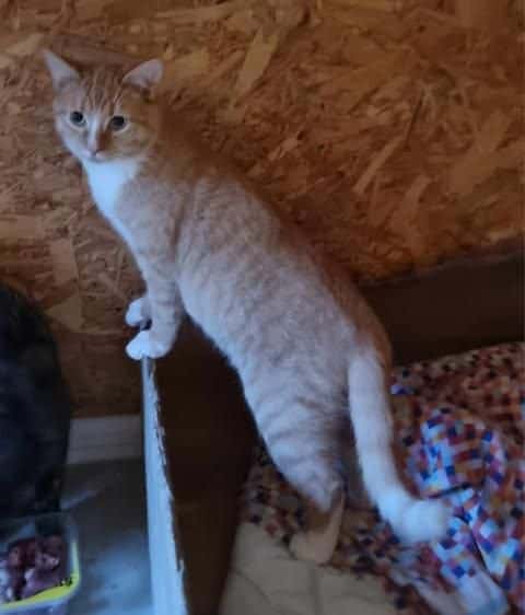 Lui
