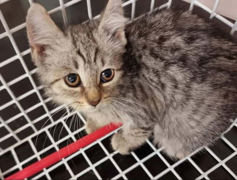 Lyra