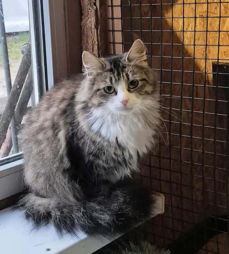 Lulu