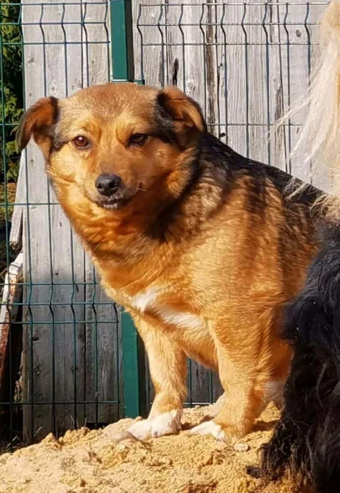 Bruknė