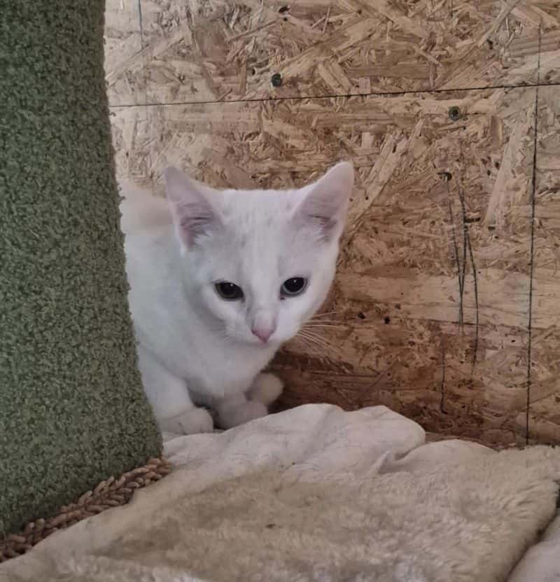 Milka