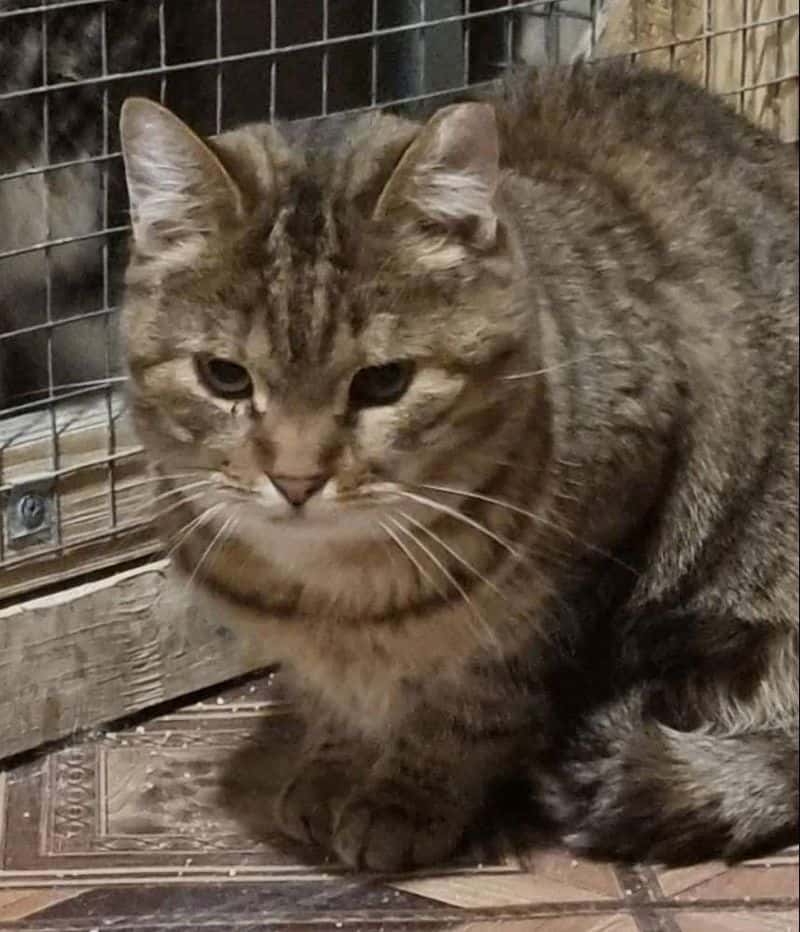 Princesė
