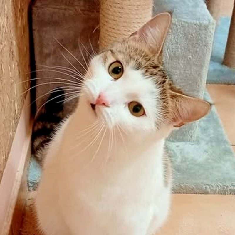 Lyra