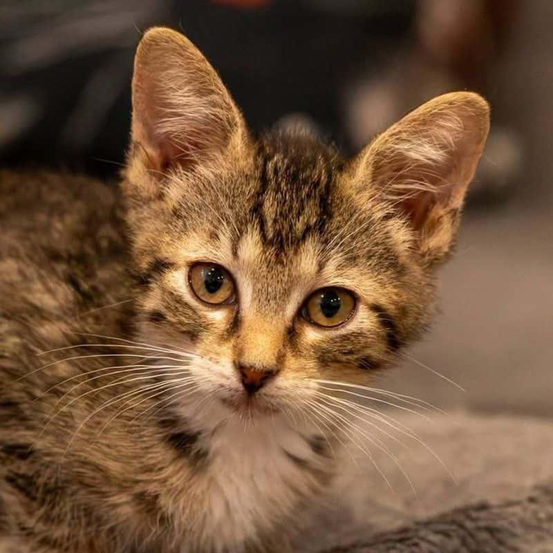 Tuopa