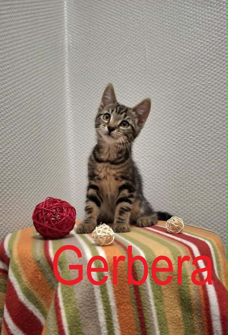 Gerbera