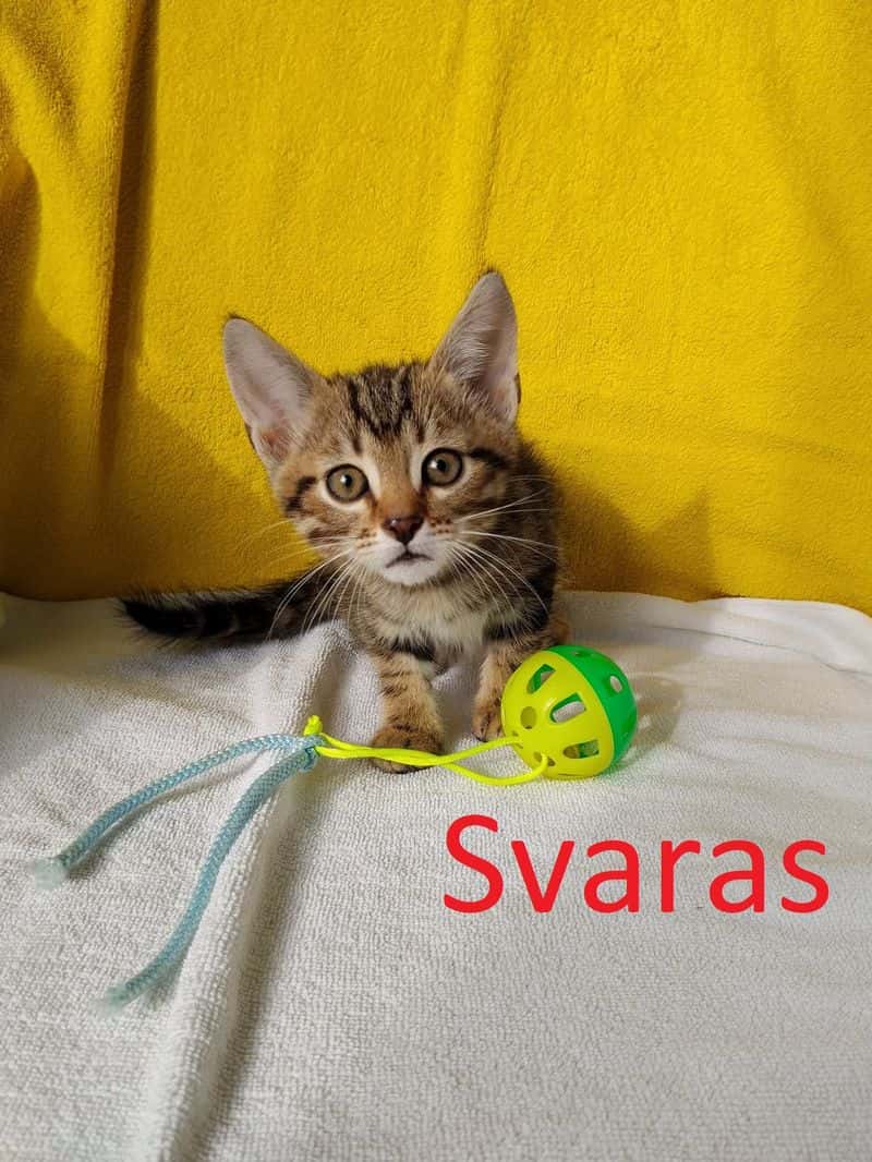 Svaras