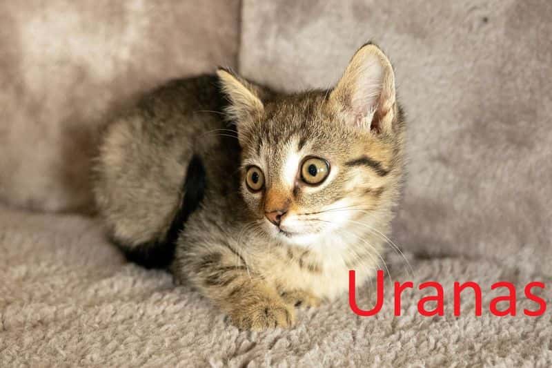 Uranas