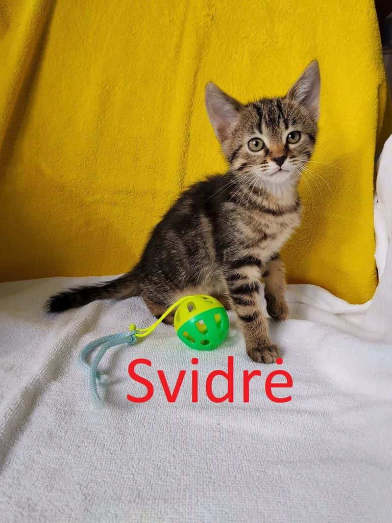 Svidrė